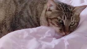 猫 背景音乐,探寻猫咪背后的音乐魅力